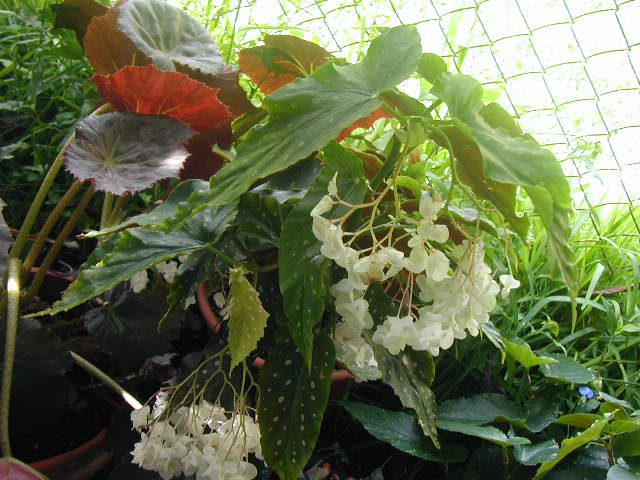 B. ‘White Mack’